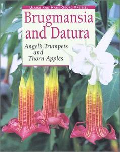 Brugmansia and Datura : Angel's Trumpets and Thorn Apples